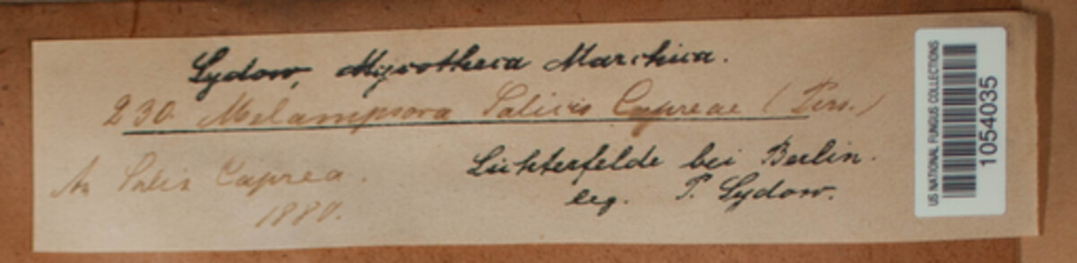 Melampsora caprearum image